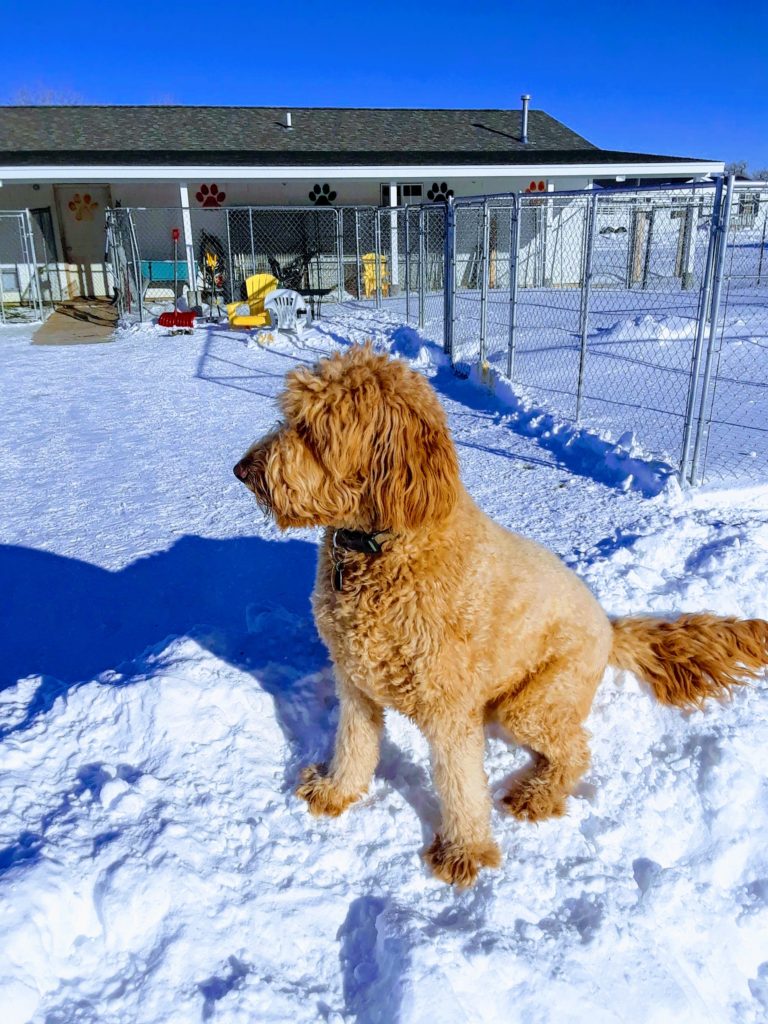 Dog in the yard in snow